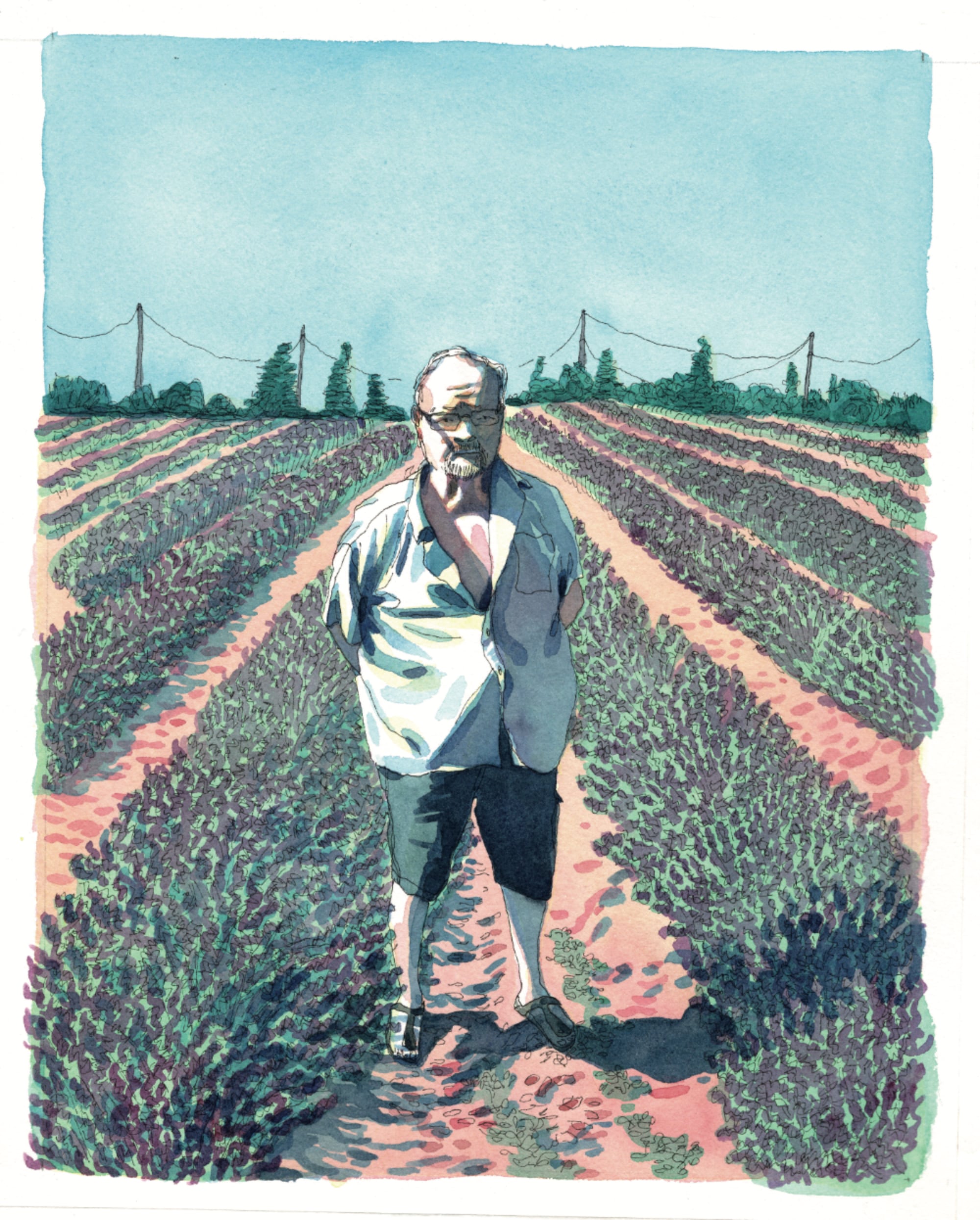 lavande maurice