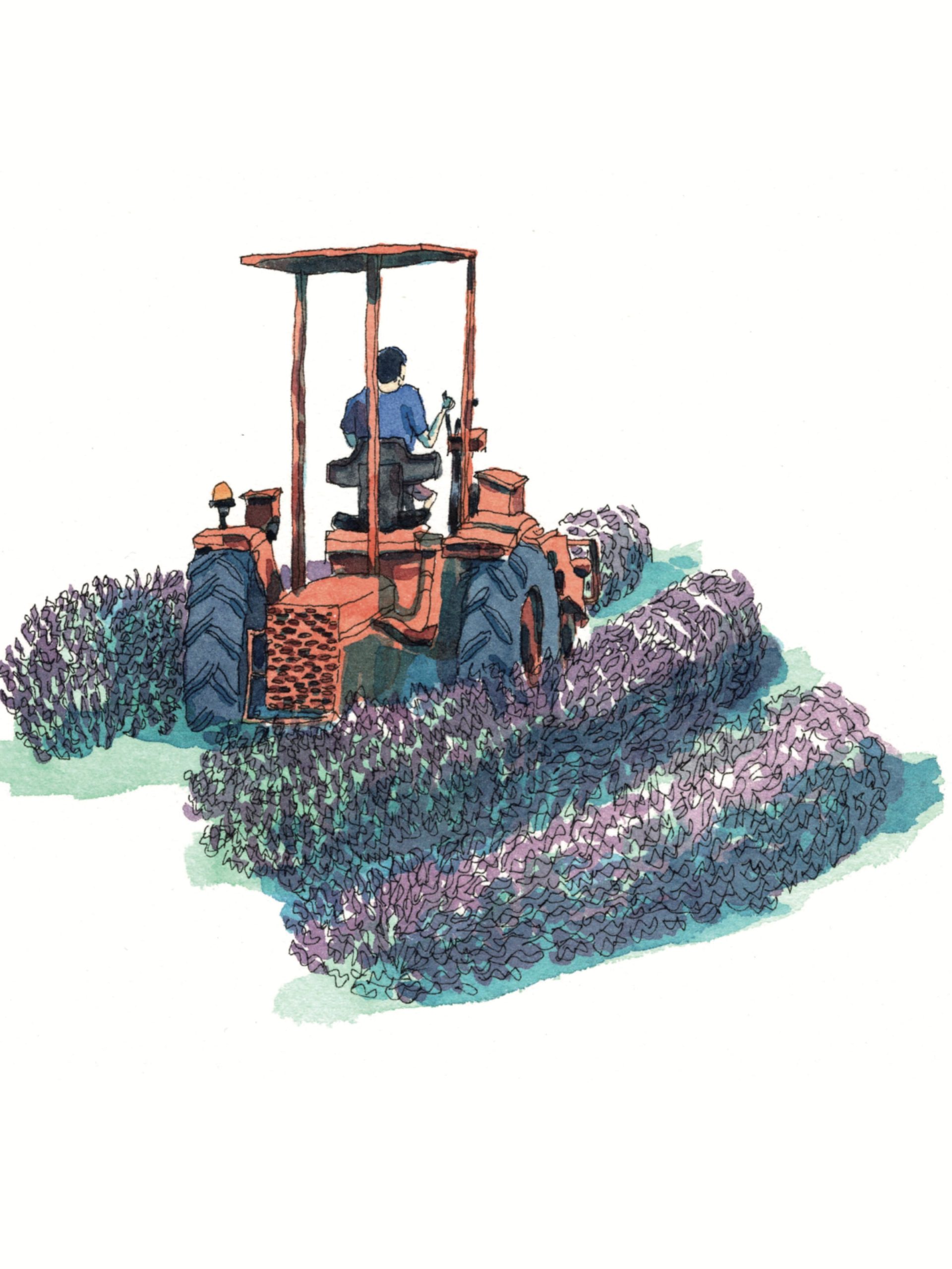 tracteur lavande cover